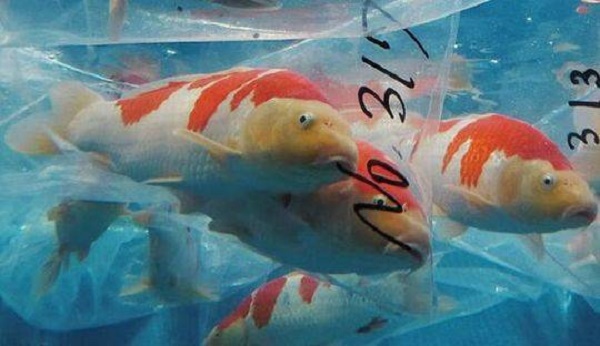 济南网站建设公司最新公告：最贵的鱼，一条锦鲤价值1200多万！